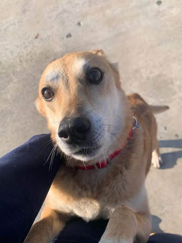 Picture of the Animal Listed